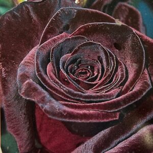 Edelrose 'Black Baccara'®